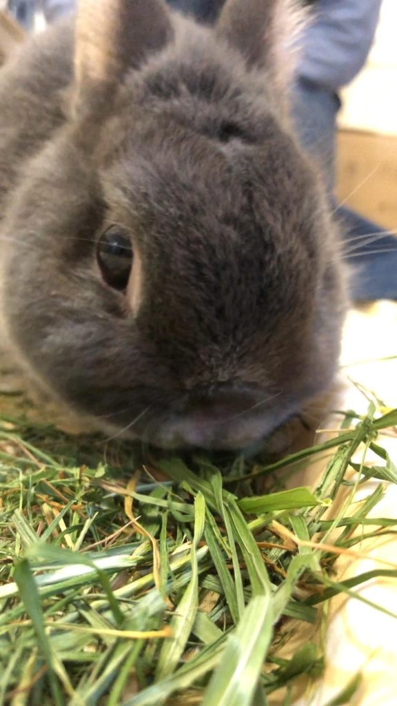 イタリアンライグラスを食べるうさぎ