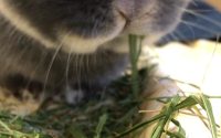 イタリアンライグラスを食べるうさぎ