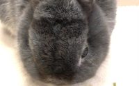 高齢うさぎが牧草食べる