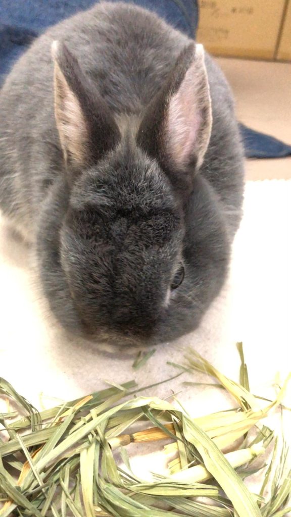 高齢うさぎが牧草食べる