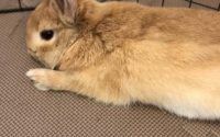 うさぎチモシー食べない