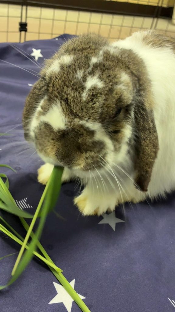 生牧草を食べるうさぎ