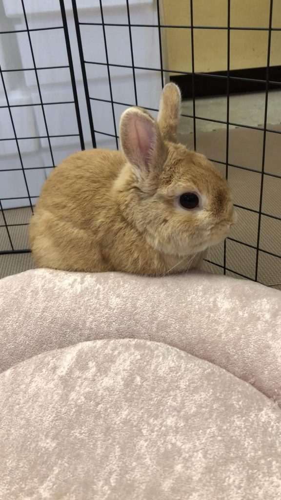 うさぎが牧草食べない