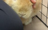 体調不良のうさぎ