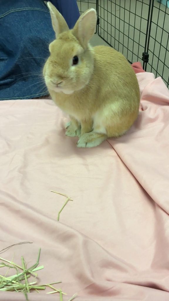 チモシー食べないうさぎ