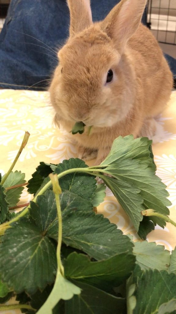いちごの葉を食べるうさぎ