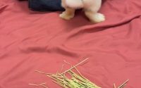 チモシー離れのうさぎ