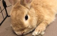 体調不良のうさぎ