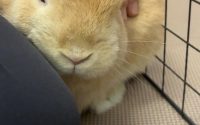 体調不良のうさぎ