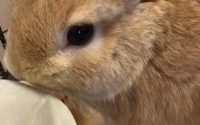 うさぎ