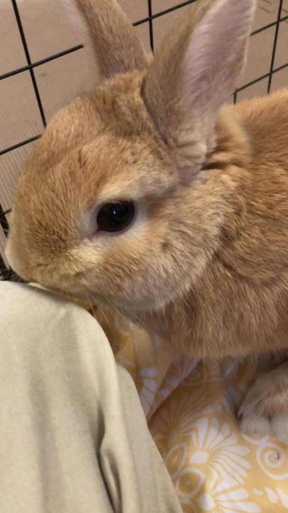 うさぎ