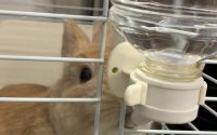 水を飲むうさぎ