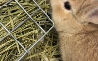 チモシー食べるうさぎ