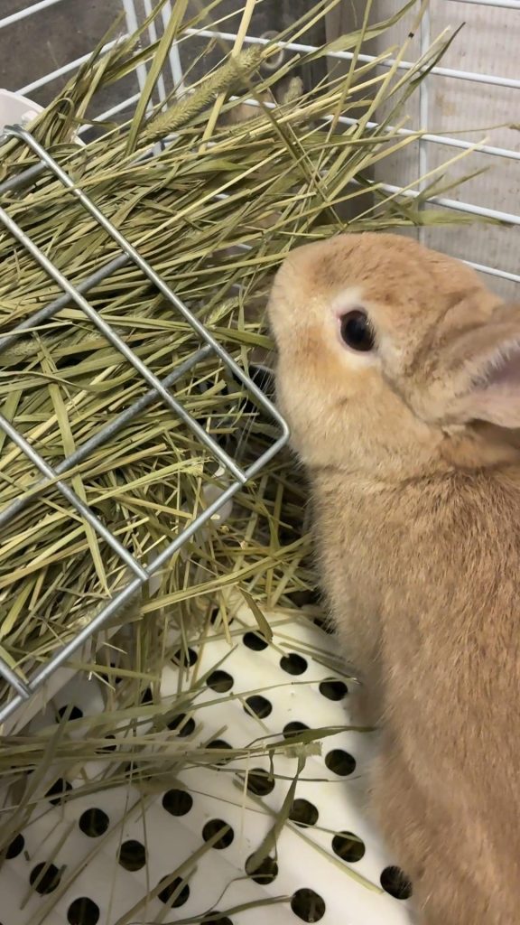 チモシー食べるうさぎ
