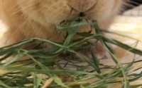 イタリアンライグラス牧草を食べるうさぎ