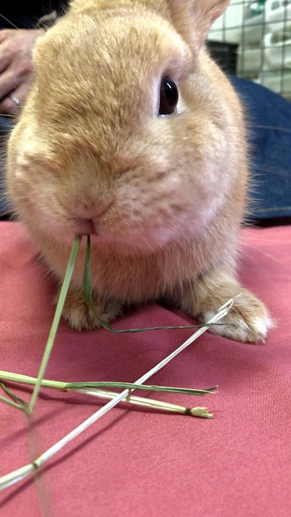 牧草を食べるうさぎ