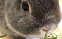 イタリアンライグラス牧草を食べるうさぎ
