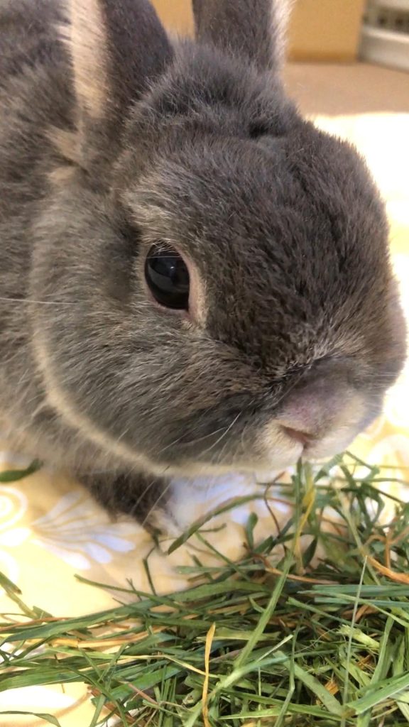 イタリアンライグラス牧草を食べるうさぎ