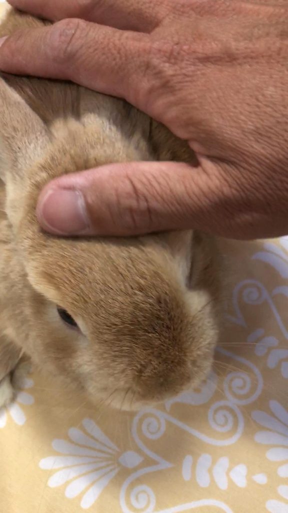 体調不良のうさぎ