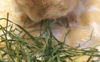 イタリアンライグラス牧草を食べるうさぎ