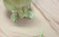 チモシー食べないうさぎ