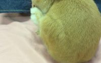 うさぎ