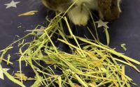 牧草を食べるうさぎ