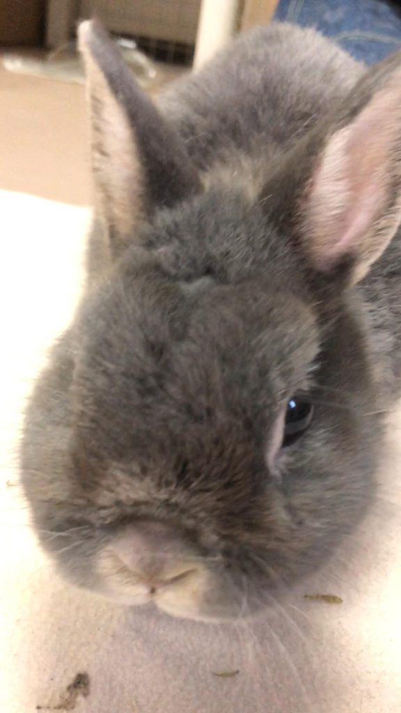 シニアうさぎが牧草食べない