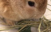 チモシー食べるうさぎ