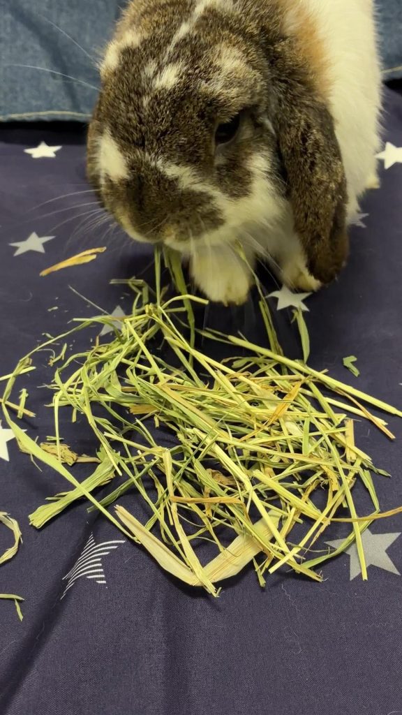 牧草を食べるうさぎ