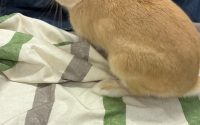 牧草を食べないうさぎ