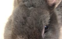 シニア（高齢）うさぎ