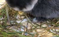 イタリアンライグラス牧草を食べるうさぎ