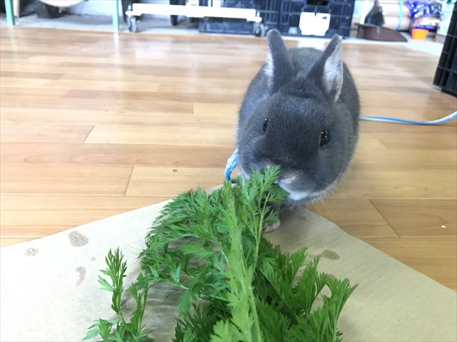 うさぎ,にんじん葉,乳酸菌