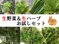 うさぎ畑オンラインショップ にんじん葉とチモシー牧草農園